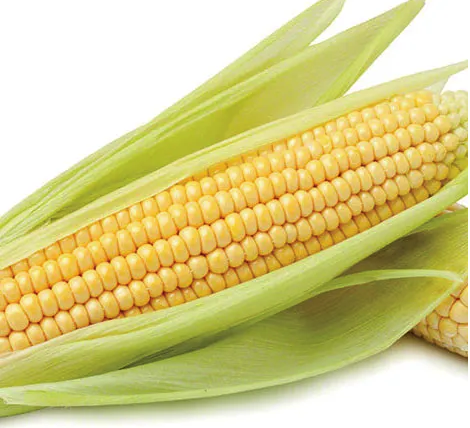 Fresh Sweet Corn (1 PCS)