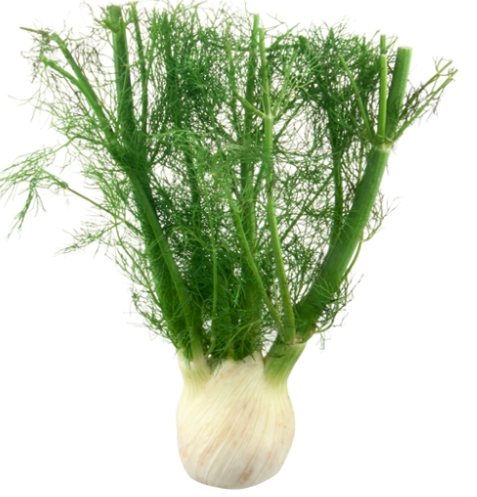 Fennel (Anise)